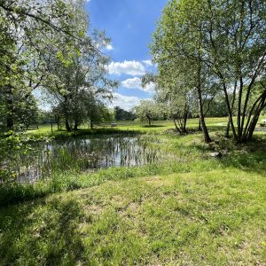 Teich
